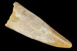 Fossil Pterosaur (Siroccopteryx) Tooth - Morocco #145206-1